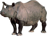 rhino