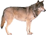 wolf standing