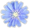 blue flower