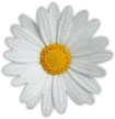 daisy flower