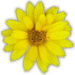 yellow flower