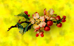 flowers and buds