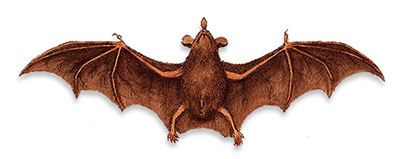 bat