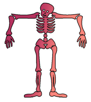 skeleton