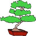 bonsai tree